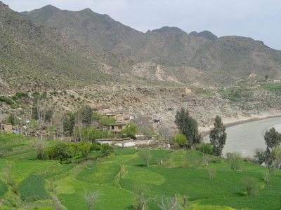 Fields in Shagal area